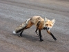 fox on highway