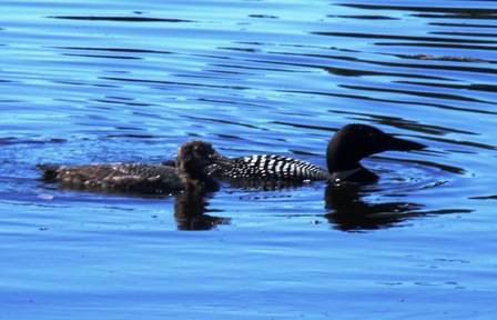 loon and baby