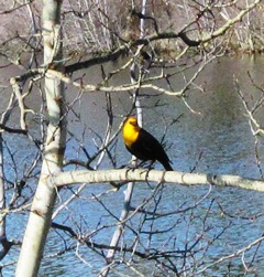 yellowheaded blackbird