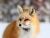winter fox